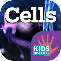细胞生物学儿童发现.ipa人体-发现