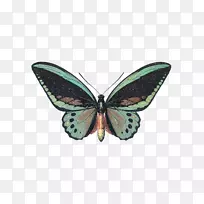 蝴蝶、食翅目、黄花、鸟翅昆虫、鹈鹕-蝴蝶