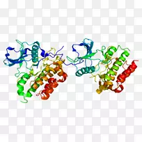 CD 117干细胞因子母细胞增生症酪氨酸激酶蛋白