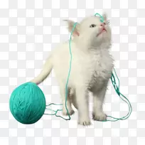 胡须，小猫，毛皮，鼻子，爪子-小猫