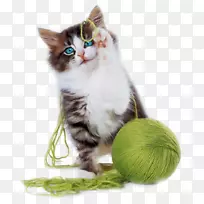 猫玩和玩具纱线可爱-小猫