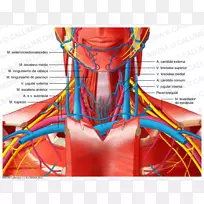 人体解剖人体颈部血管-心脏