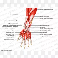 拇指肌肉前臂肌肉系统-手臂