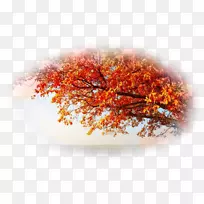 秋季树叶色树沼泽西班牙橡木桌面壁纸-秋季