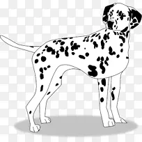 达尔马提亚犬小狗繁殖伴犬夹艺术-小狗