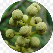 马卡兰加(Macaranga Capensis)果实植物红加仑-植物