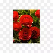 花园玫瑰花、红玫瑰、积雪草切花