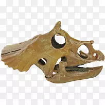 地狱小溪形成三角龙头骨恐龙骨骼-头骨