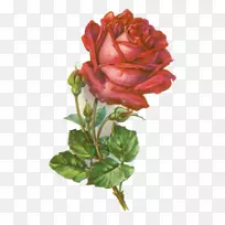 玫瑰植物插画艺术-玫瑰