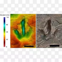 巨龙食肉恐龙足迹恐龙化石