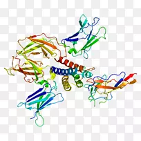 共用γ链IL-2受体白介素7基因分子链可扣除