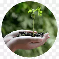 植树工程绿手种子-绿树证
