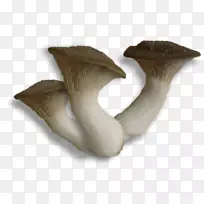 白灵菇菌类火鸡尾菇