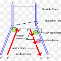 DNA复制Okazaki片段dna聚合酶端粒引物