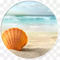 海贝壳桌面壁纸沙滩贝壳