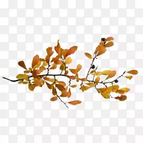 嫩枝花瓣植物茎束问候和纸牌-秋季请柬