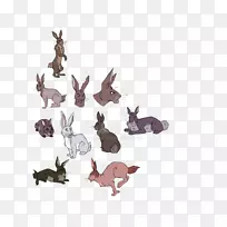 野兔猫犬科动物-猫