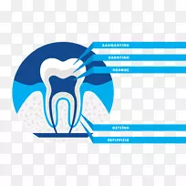 萨里斯·埃夫瑟斯-牙医-帕特拉斯解剖品牌牙科-牙齿的立体解剖