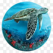 甲鱼-海龟