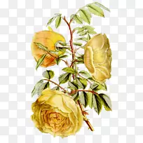 园林玫瑰植物插图花卉设计