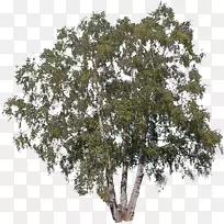 乔木灌木纸桦树