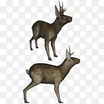 麋鹿，白尾鹿，麝香鹿，驯鹿