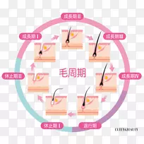 脱毛毛囊根