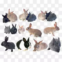 家养兔剪贴画-兔子