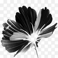 黑白花瓣花