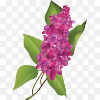 花卉设计普通丁香-一个美丽的室友谁收到花