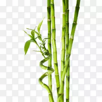 热带竹材摄影植物茎-竹
