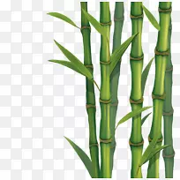 热带木本竹皮-竹子