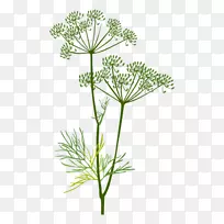 牛欧芹草本植物迪尔茴香薄荷