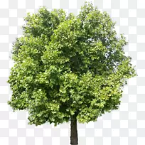 树土坯Photoshop元素-树