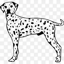 达尔马提亚犬英国小猎犬小狗品种-小狗