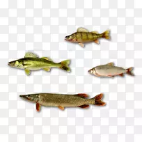 鲑鱼产品黄鲈鱼渔业-鱼类