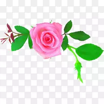 花园玫瑰，蜈蚣玫瑰，母花，花卉设计