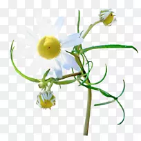 花卉设计洋甘菊-花