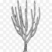 仙人掌科大叶仙人掌刺、刺和刺植物