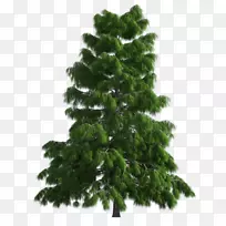 人工圣诞树诺德曼杉木绿树