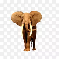 非洲灌木象桌面壁纸亚洲象