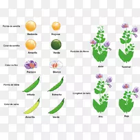 豌豆单杂交植株表型性状-豌豆遗传