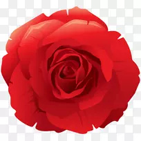 花园玫瑰YouTube艺术剪贴画-YouTube