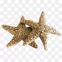 海星海产软体动物壳-海星