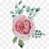 花园玫瑰，花卉设计，百叶玫瑰-水彩画母亲节装饰材料