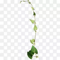 藤本植物茎花