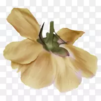 画花画线艺术花艺花卉设计