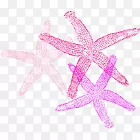 海星无脊椎动物剪贴画-海星