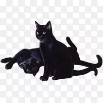 黑猫小猫胡须家养短毛猫