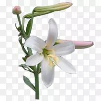 雪莲茎百合